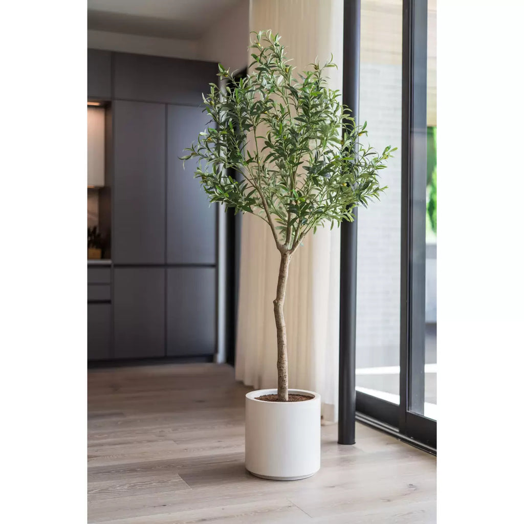 Olive Tree